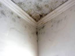 Trusted Farmersville, TX Mold Removal Services Experts